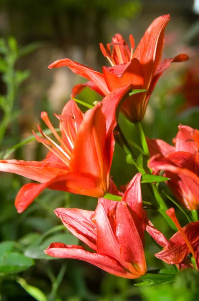 Red flowers in the foreground — Stock Photo, Image
