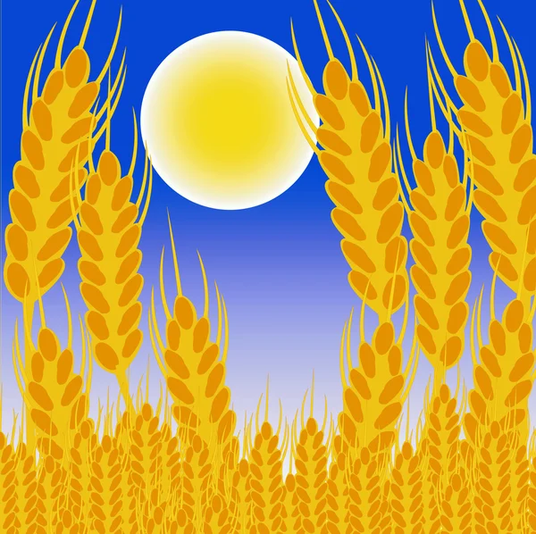 Поле с колосьями пшеницы в ночи — стоковое фото
