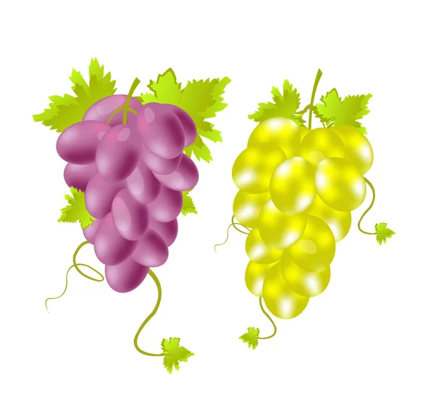 Two tassels of grape — Stock Vector