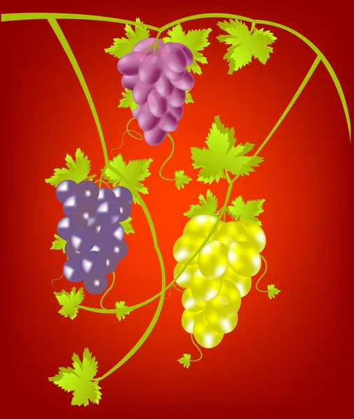 Виноград на красном фоне — стоковый вектор