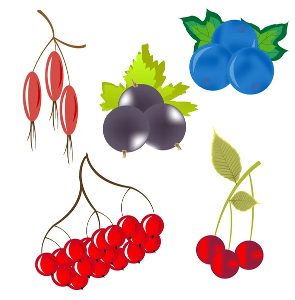 莓果上升对性质在白色背景上的 Miscellaneouses — 图库矢量图片