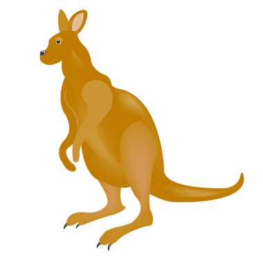 Illustration australian kangaroo on white background clipart