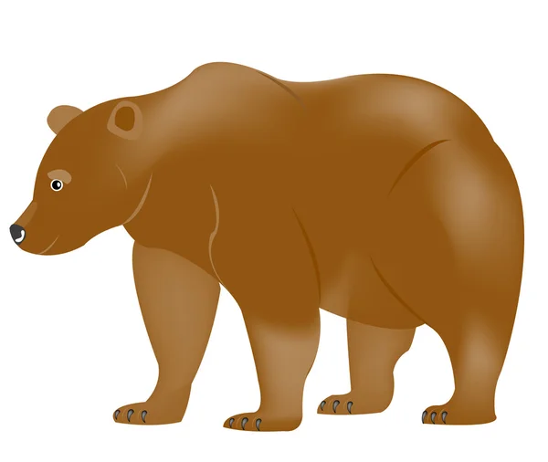 Niedźwiedź Boraks Ilustracja Białym Tle — Wektor stockowy