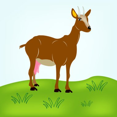 Home animal of the nanny goats grazes on green meadow clipart