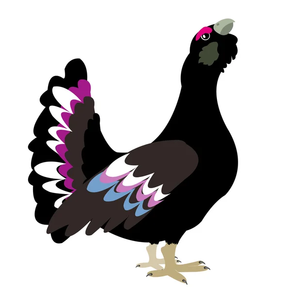 在白色背景上的鸟黑琴鸡 — 图库矢量图片