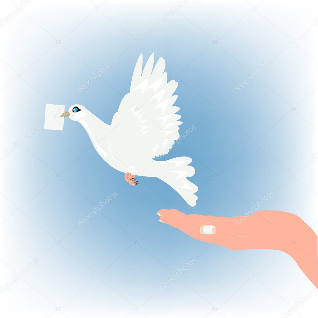 White dove carries letter in beak