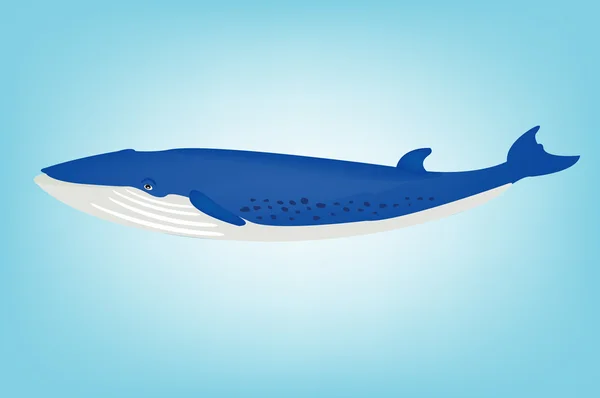 Blue whale — Stock Vector