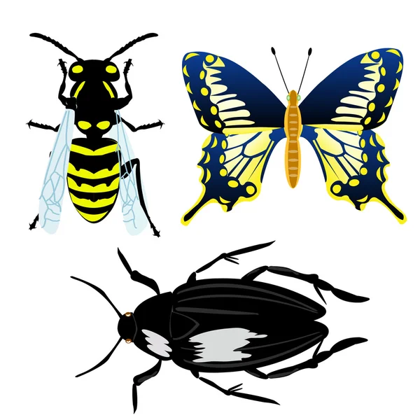 Insecte illustrateur — Image vectorielle