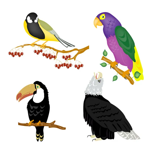 Illustration of the varied birds — Stock Vector