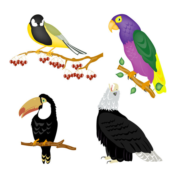 Illustration of the varied birds
