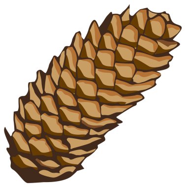 Spruce cone clipart