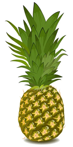 Pineapple — Stock Vector