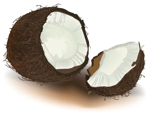 stock vector Open coconut