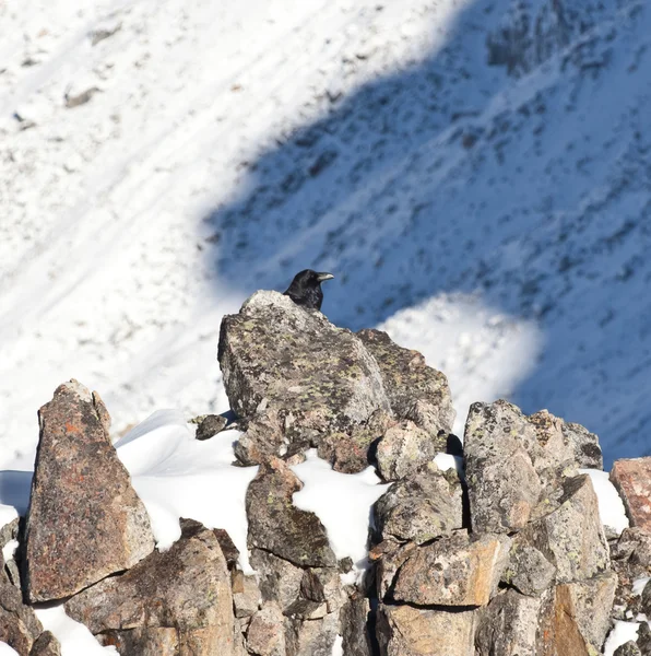 Mountan 까마귀 — 스톡 사진