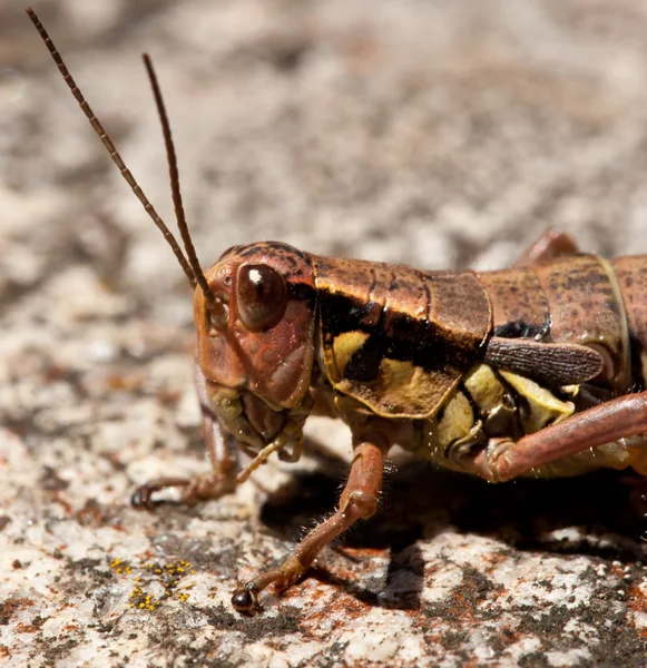 Young locust — Stock Photo, Image