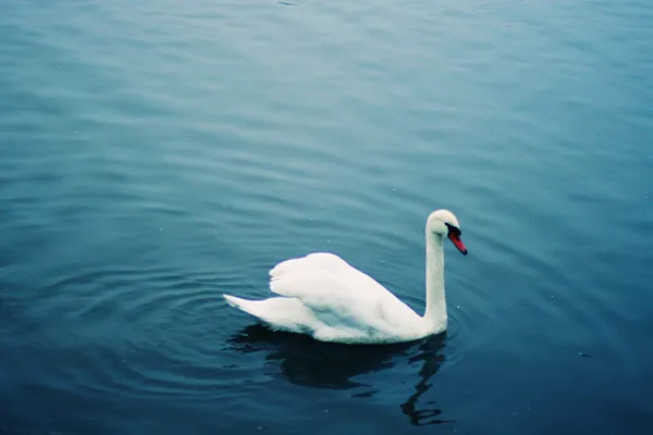 在蓝色的湖中的天鹅 — 图库照片