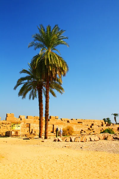 在埃及卢克索的棕榈树 — Stock fotografie