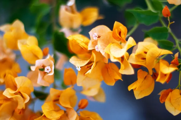 Yellow flowers on tree — Stock Photo, Image