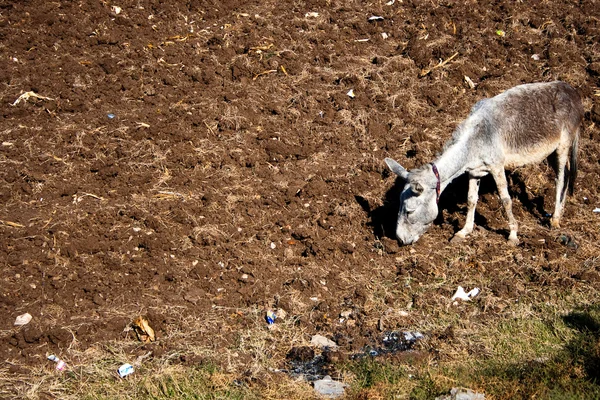 stock image Donkey on the ground