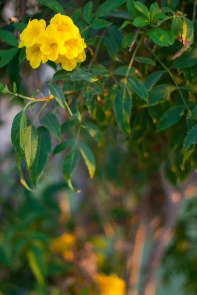 Cartolina con fiore giallo — Foto Stock