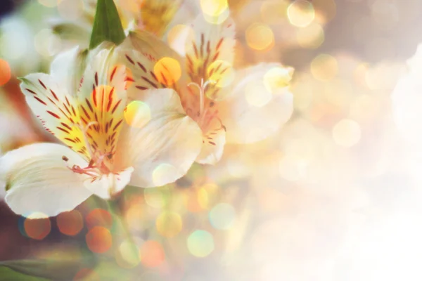 Frühlingspostkarte Mit Blumen — Stockfoto