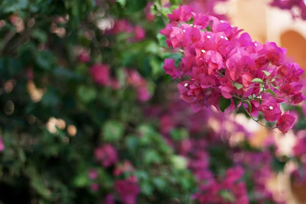 Flores cor de rosa na árvore — Fotografia de Stock