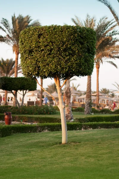 stock image Green tree in garden, unusual design, vertical