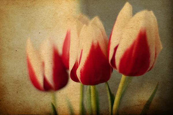 Frühlingsblumen, Vintage Grunge Muster — Stockfoto