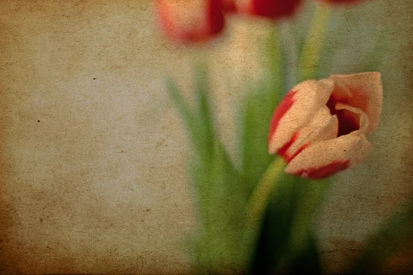 Bahar çiçekleri, vintage model — Stok fotoğraf