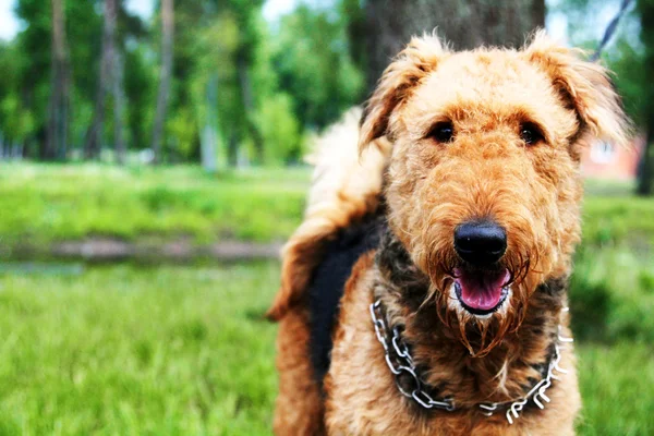 Portrait of beauty big brown dog — Stock Photo, Image