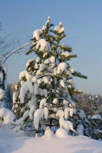 stock image Pine on snow