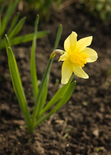 stock image Flower