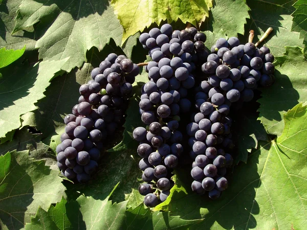 Grape clusrters — Stock Photo, Image