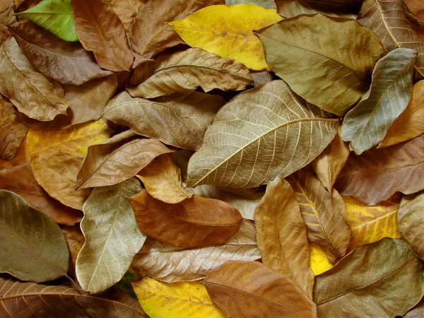 Ořechové listí — Stock fotografie