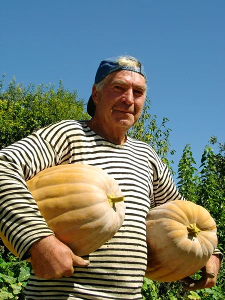 Senior gardener with pumpkins — Stock Photo, Image