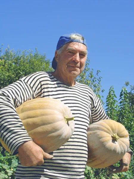Giardiniere senior con zucche — Foto Stock