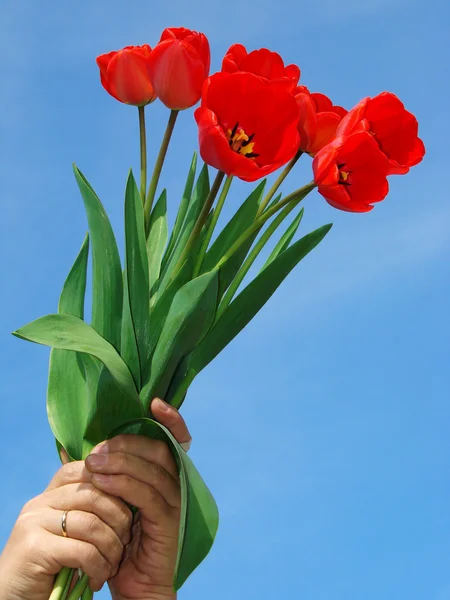 赤いチューリップ花束 — ストック写真