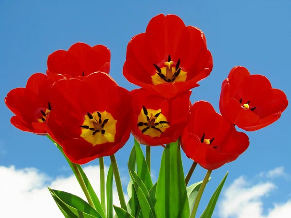 赤いチューリップ花束 — ストック写真