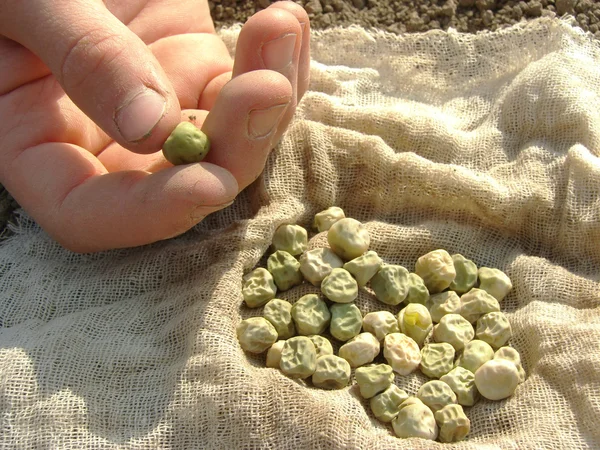 Hand with peas seeds — Stock Photo, Image