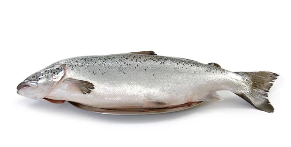 Čerstvého syrového lososa — Stock fotografie