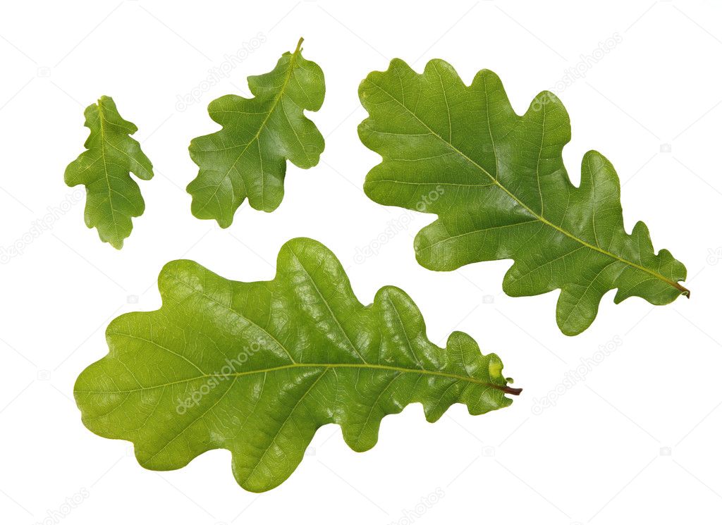 Green leaves of oak tree