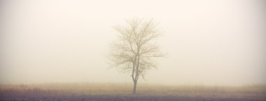 Tree in fog clipart