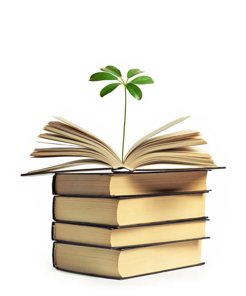 Stock image A flower growing out of an open book