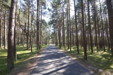 Road in the woods, summer clipart