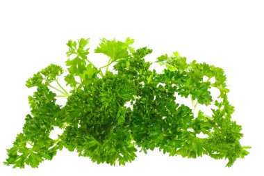 Parsley, isolated clipart