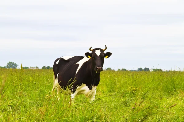 Αγελάδα στο λιβάδι — Φωτογραφία Αρχείου
