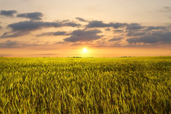 Sunset on the wheat field — Stock Photo, Image