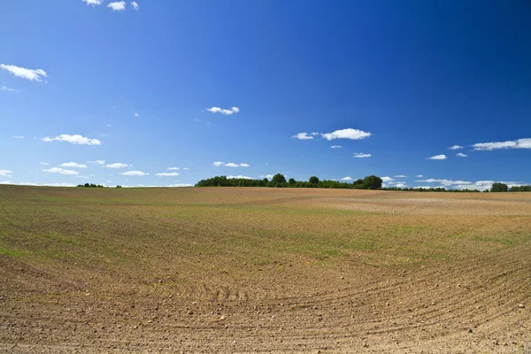 Spring field, the first green — Stock Photo, Image