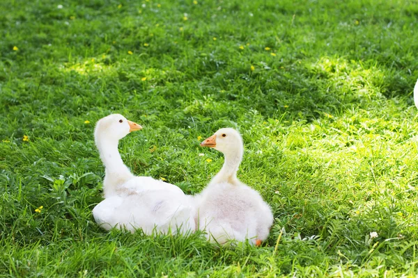Young geese — Stock Photo, Image