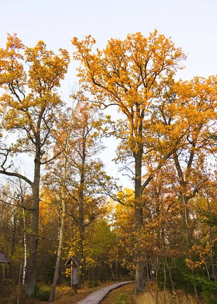 Oak park in autumn — Stock Photo, Image